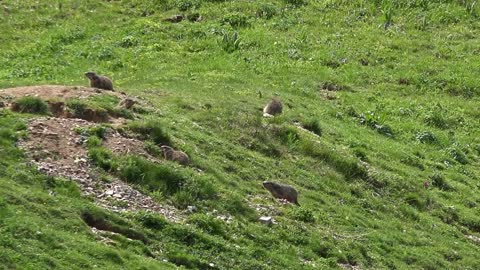 Marmots Landscape Nature Wild Mountain Season