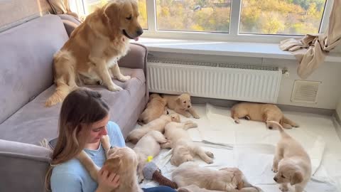 Golden Retriever Dad Babysits His Puppies