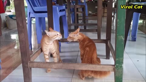 Funny Cats Fighting and Meowing