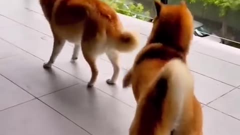 Try not🚫 to laugh😂. Funny pet 🐕 moment 😅... #short