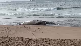 Whale washes up on KZN beach 16082023