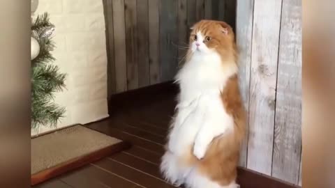 Funniest Moment by Cute Cat | Cats and Dogs | Animals LOL