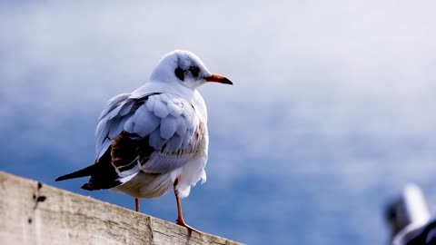 Seagull Bird