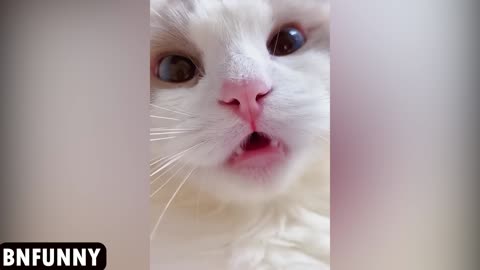 Cute Cat