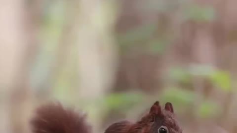Little squirrels in order to get food not afraid of difficulties and finally eat the thing they like