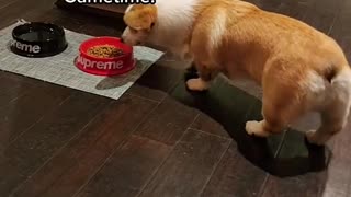 When a corgi is willing to leave his food, you know he serious! 🐶🤣🏀