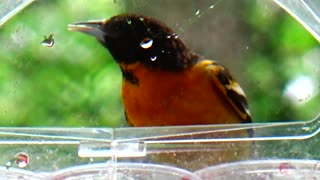 Oriole