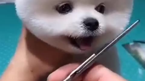 Dog cute video