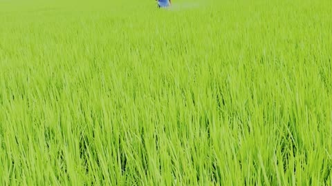 Farming rice