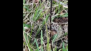 Diamondback Rattlesnake