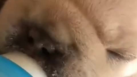 Cute puppy 🐶 Milk feeding by bottle 🍼 nipple, cute dogs