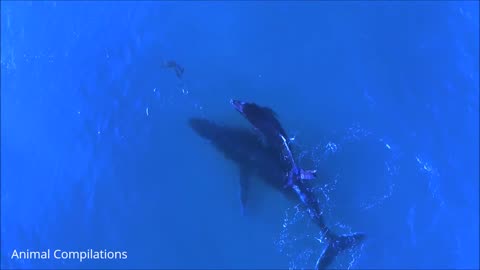 Dolphin swimming HD