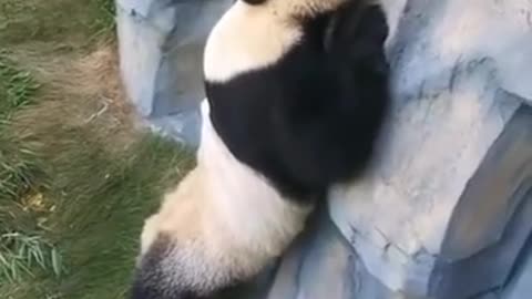 panda