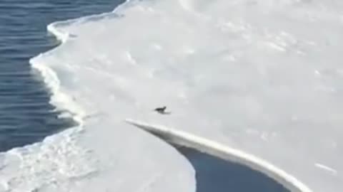 Penguin has a narrow escape