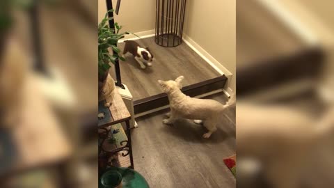 Dog Teaches Puppy How To Use The Stairs