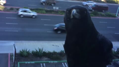 Crow Cawing Oustide Window