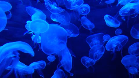 Awesome Jellyfish water tank