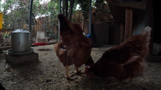 Backyard Chickens With Light Rain Weather Sounds Noises Hens Roosters!