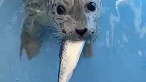 Feeding a baby seal