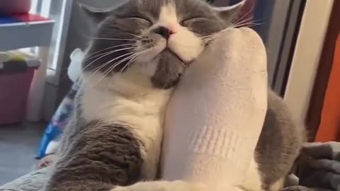 Lovely Cat Hugging its owners legs