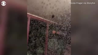 Mosquitoes swarm farmer's porch in Australia