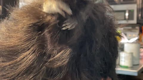 Pet Squirrel Stuffs its Face with Hair