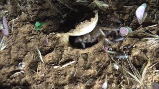 Trapdoor Spider In A Very Good Mood