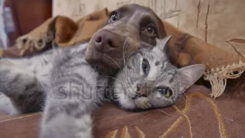 chat et chien dorment ensemble