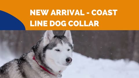 Finding the Perfect Dog Collar for Your Pup