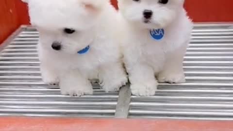 Are these bichon Frise twins? It looks exactly the same!