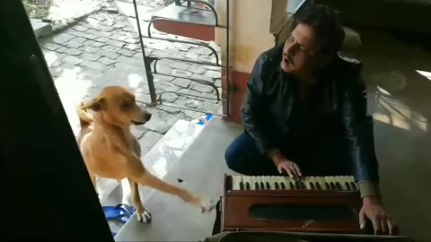 Dog singing hi animal