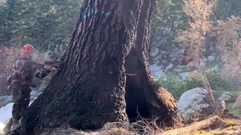 A Giant Tree Goes Timber