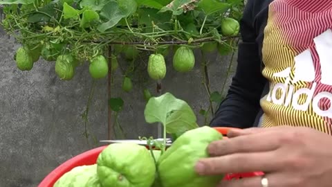 Grow Chayote plants with plentiful results in plastic containers