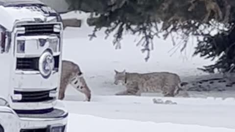 Just two Bobcats walking around Calgary