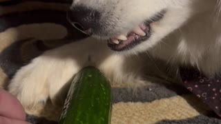 A Husky and Her Cucumber