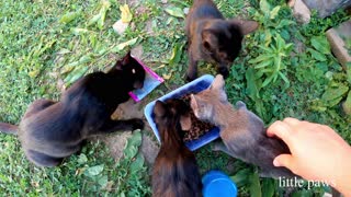 Feeding our hungry kittens a mix of WHISKAS and solid food