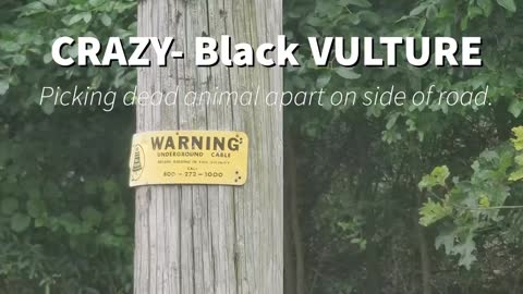 Black Vulture- a LOT 😲😲😲pick at dead animal