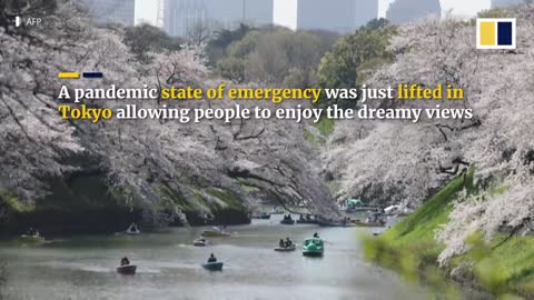 Japan welcomes its earliest cherry blossoms in over 1,200 years