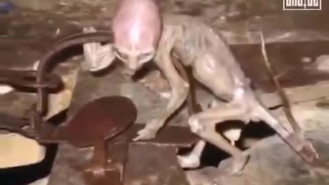 THIS CREEPY 😳THING WAS FOUND IN MEXICO