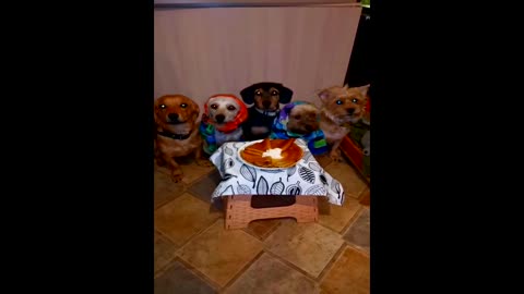 Many dressed dogs are waiting for pancakes
