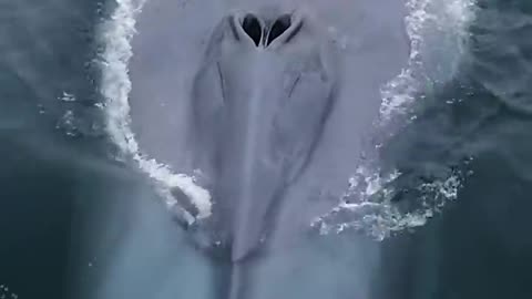 Blue Whale_ The Largest Animal In The World😱😱#shorts #viral #trending #animals