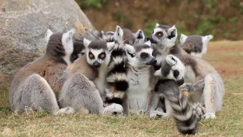 There's a bunch of lemurs growing out of this place ring-tailed lemurs What's in the zoo