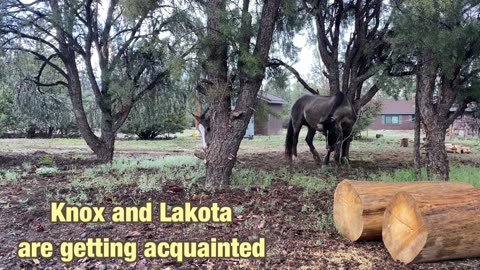 Lakota and Knox are getting acquainted