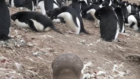 Golden penguin at the Cape Hallett Adélie Penguin Colony