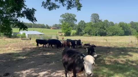 Farm life and amazing scenery!