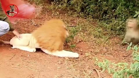 Funny Fake Lion and Fake Tiger Prank To dog