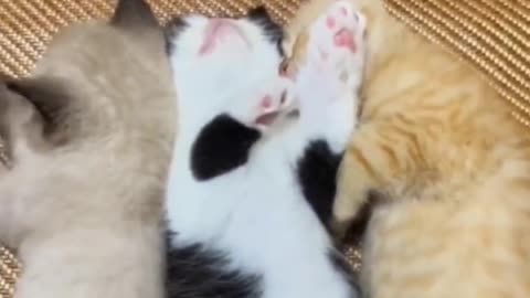 "Sweet Slumber: Adorable Kittens in Dreamland"