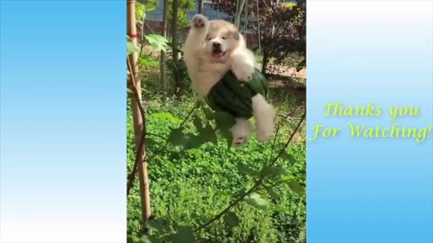 Try Not To Laugh At This Ultimate Funny Dogs And Cats Video Compilation