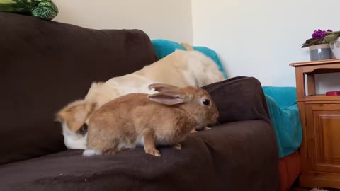 Funny Dog Plays with Rabbits on the Couch