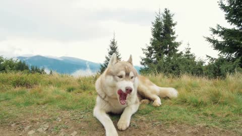 Husky dog pet getting chilled in the greeny nature